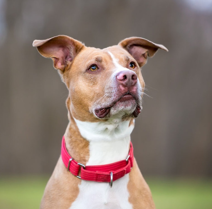 American Staffordshire Terrier