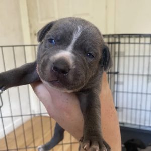 Nova