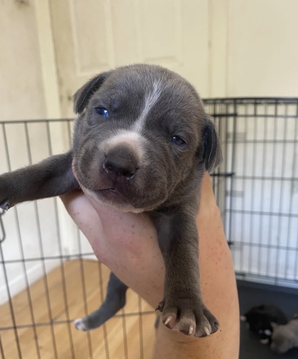 Nova