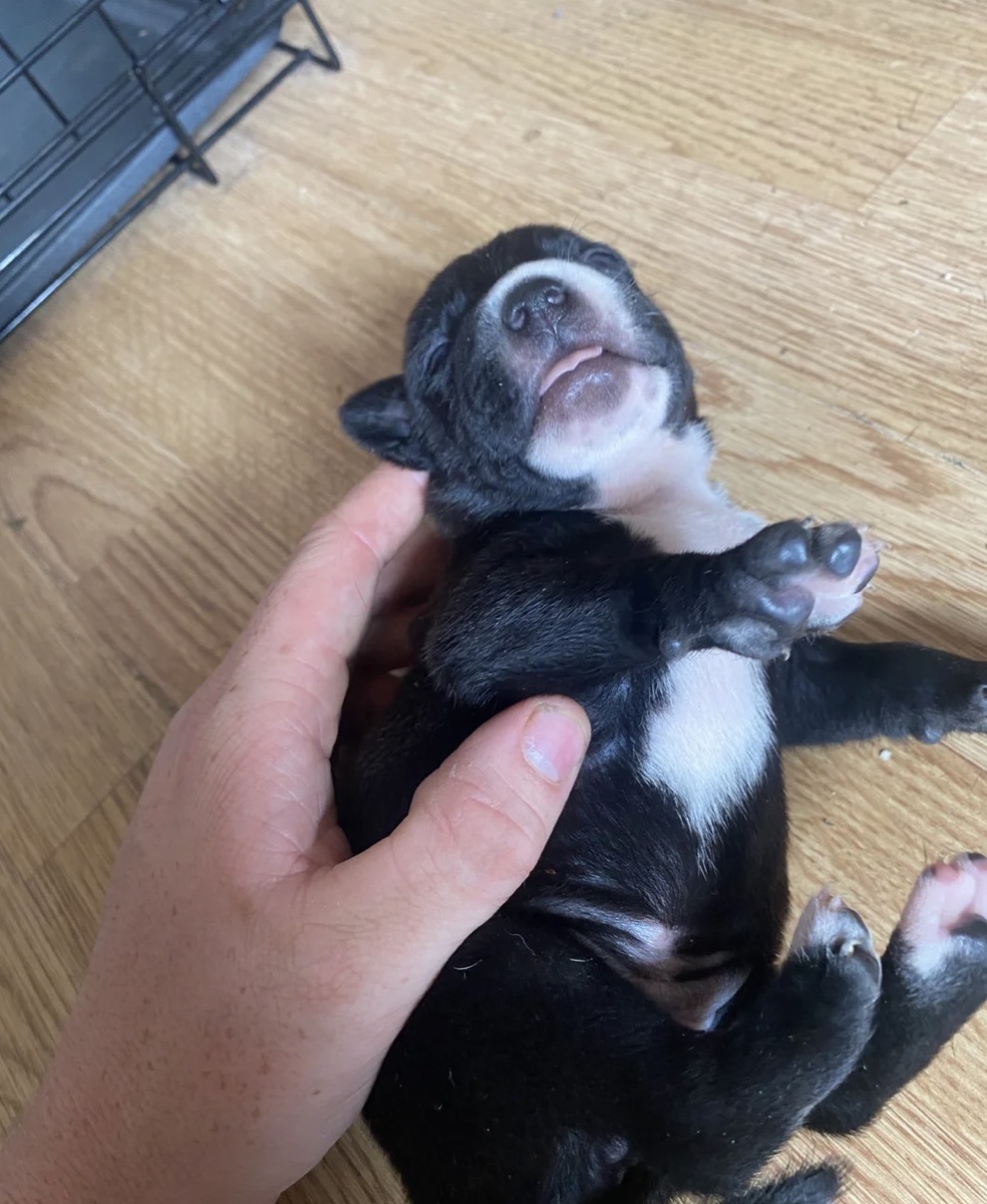 Luna