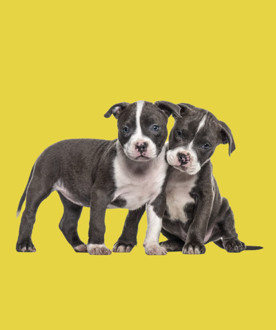 American Staffordshire Terrier