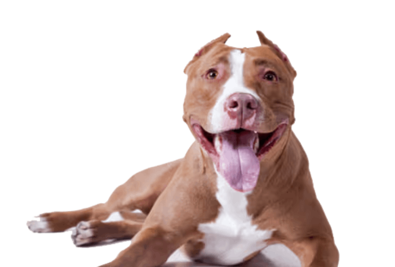 American Staffordshire Terrier